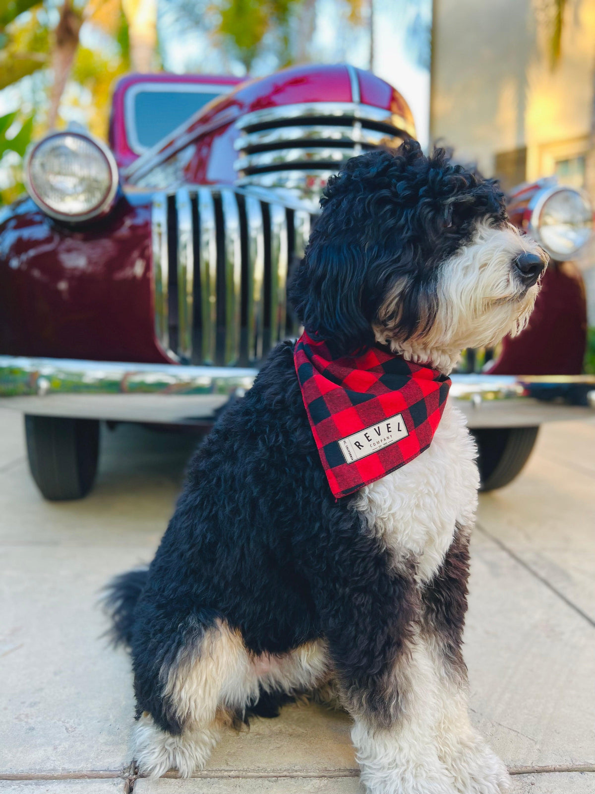 Lola Doggie Bandana - Revel Clothing Company